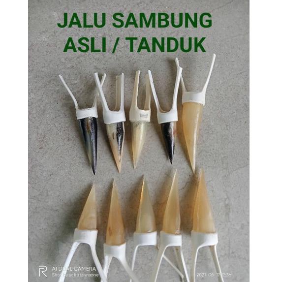 LANGSUNG ATC.. Jalu Sambung Ayam Aduan - Jalu Ayam Bangkok Berkualitas ABD