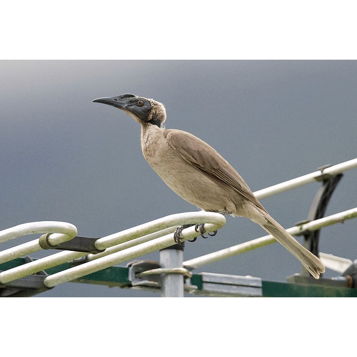 Burung Cucak Timur Atau Koak Kaok