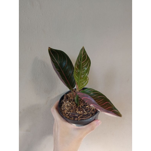 aglonema black pride of sumatra B