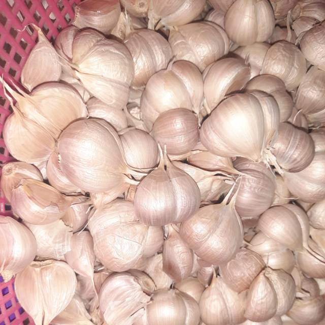 

Bawang kating kwalitas super grade A 1kg 18500