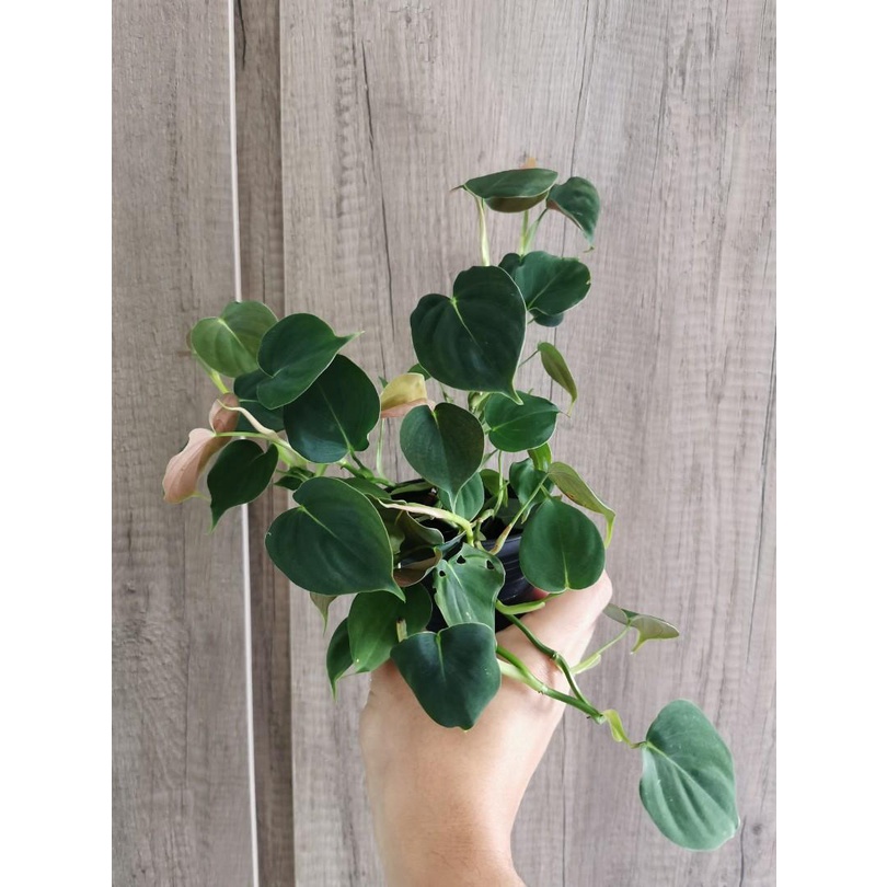 PHILODENDRON LUPINUM TANAMAN HIAS PHILO MURAH TERAWAT