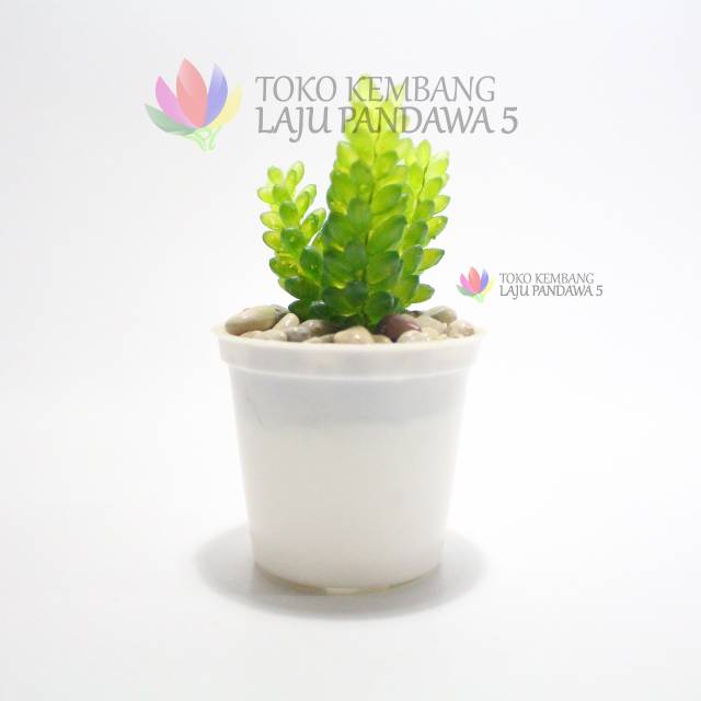 Kaktus imitasi/kaktus palsu/kaktus latex/tanaman artificial/tanaman palsu/pajangan/dekorasi/hiasan