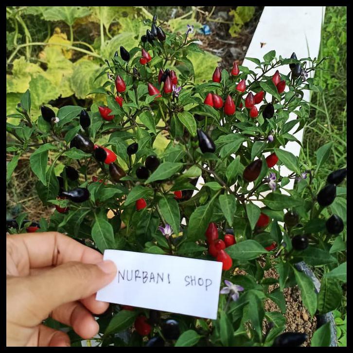 

Kualitas Terbaik 35 Buah Kering Cabe Cabai Hitam Hias Chili Black Peppers