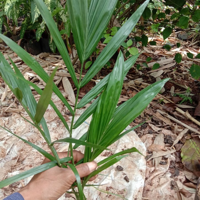 bibit pohon kelapa sawit-tanaman kelapa sawit