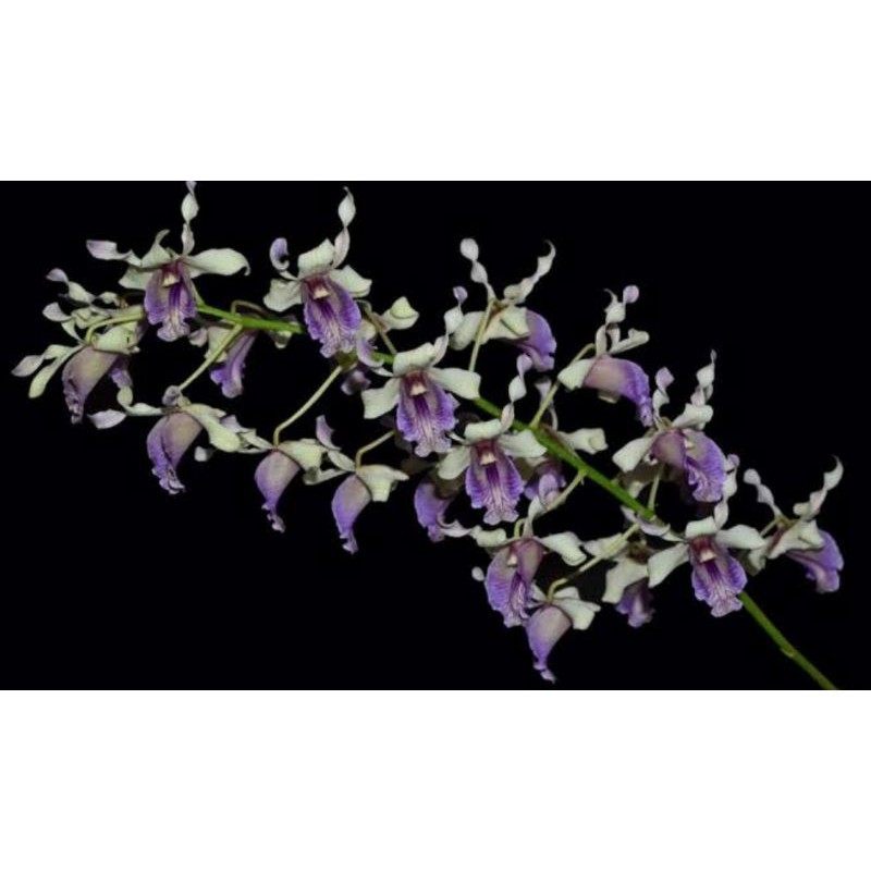 Dendrobium Nindii Spesies Papua