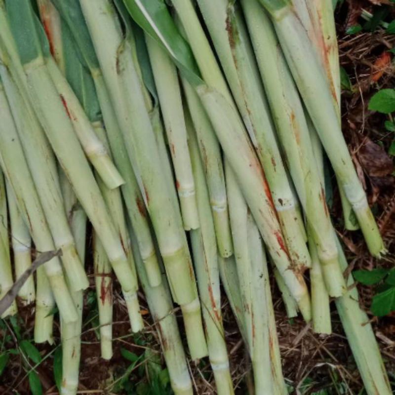 

jual trubuk sgar/baik untuk di konsumsi