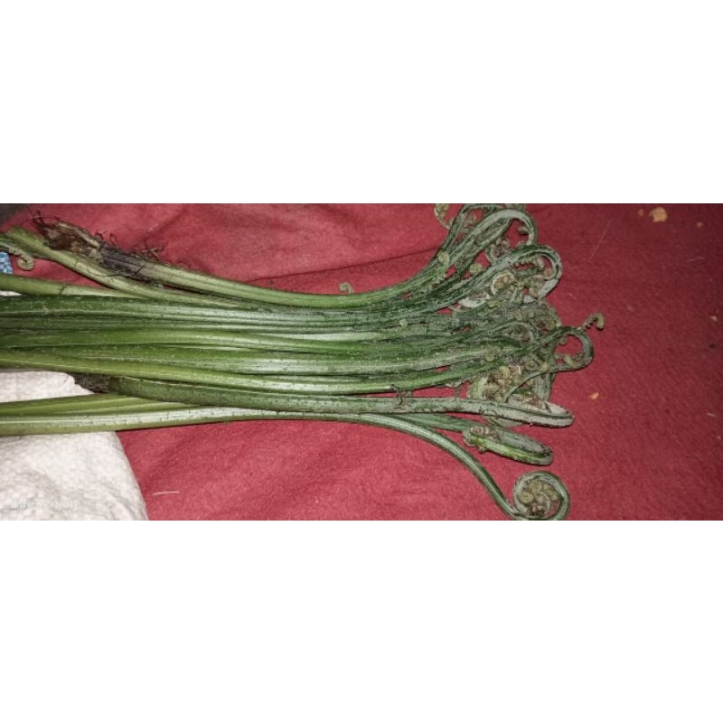 

sayur paku / pakis