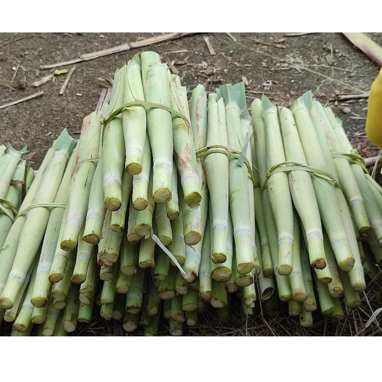 

✵Dijual Murah➥ PDWMQ Terubuk / Tebu telur Berat1Kg 92 Ready Stok