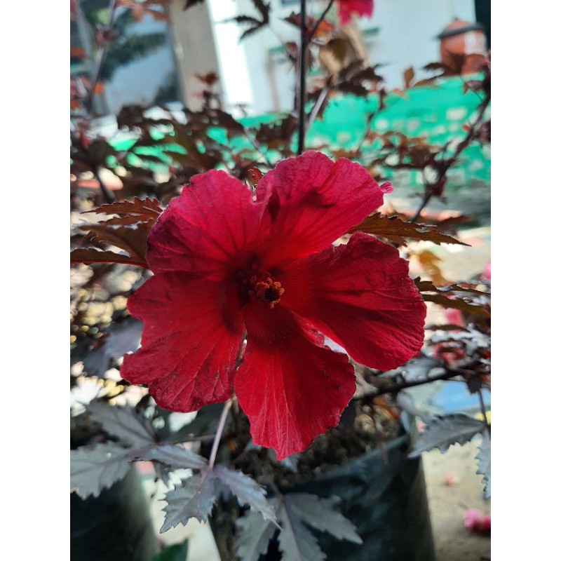 Hibiscus acetosella / Red panama / Rosela merah