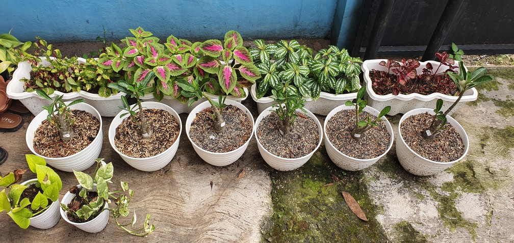 Benih Adenium Desert 3x White Purple