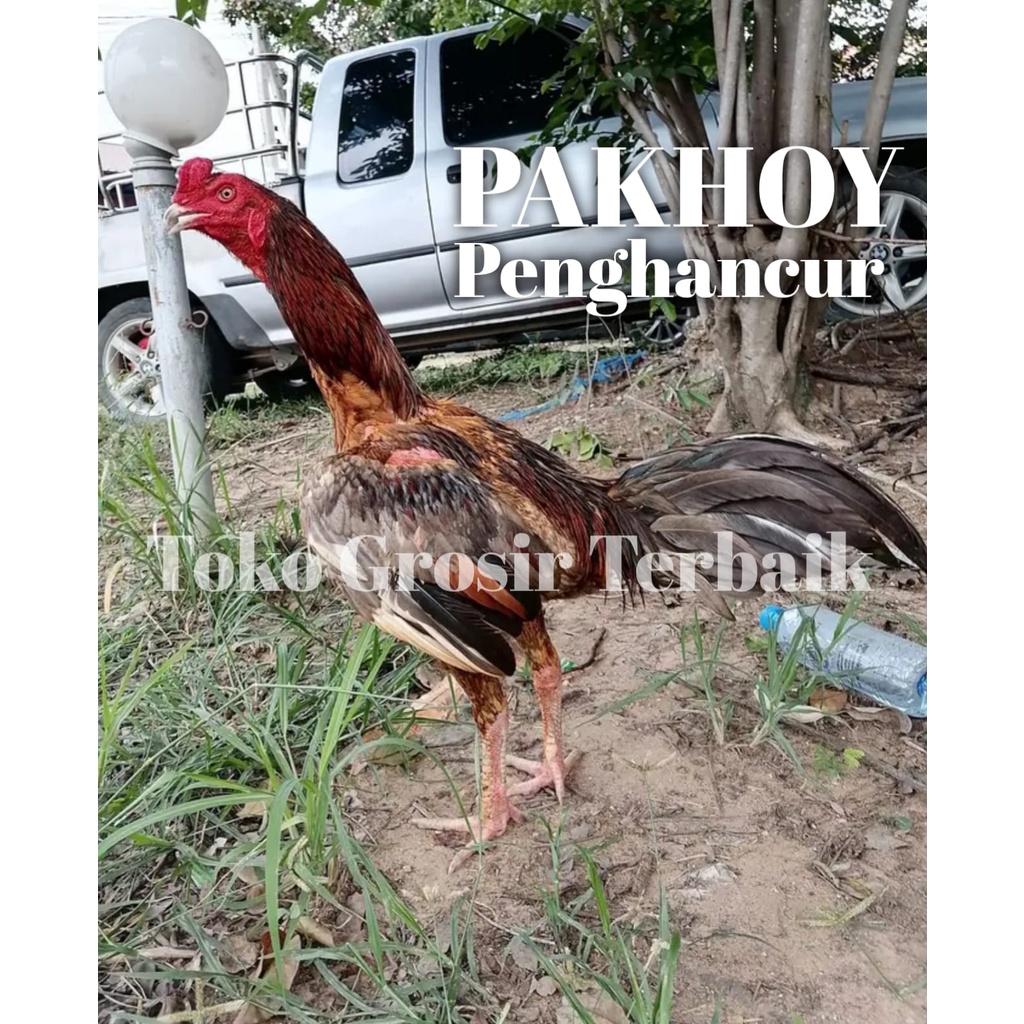 ayam bangkok asli pakhoy brutal pukul perusak leher telur tetas garansi 3 hari