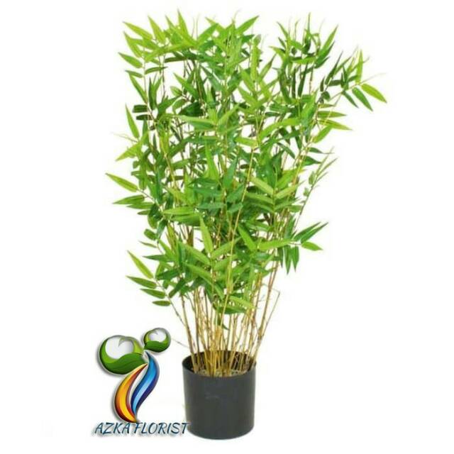 Tanaman Bambu Kuning Mini