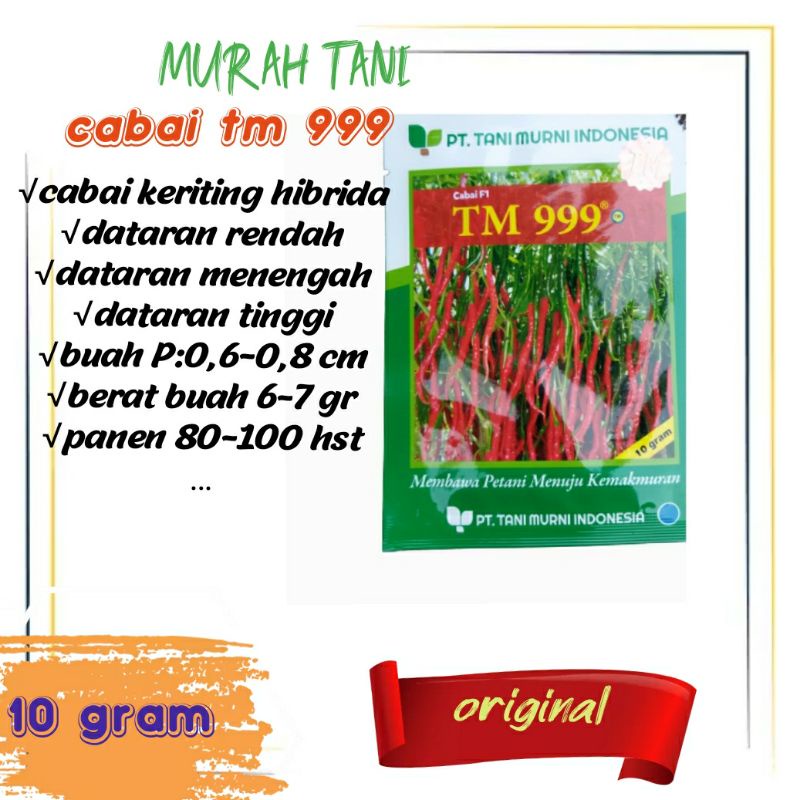 Bibit cabai Hibrida F1 TM 999 ( 10 gr)