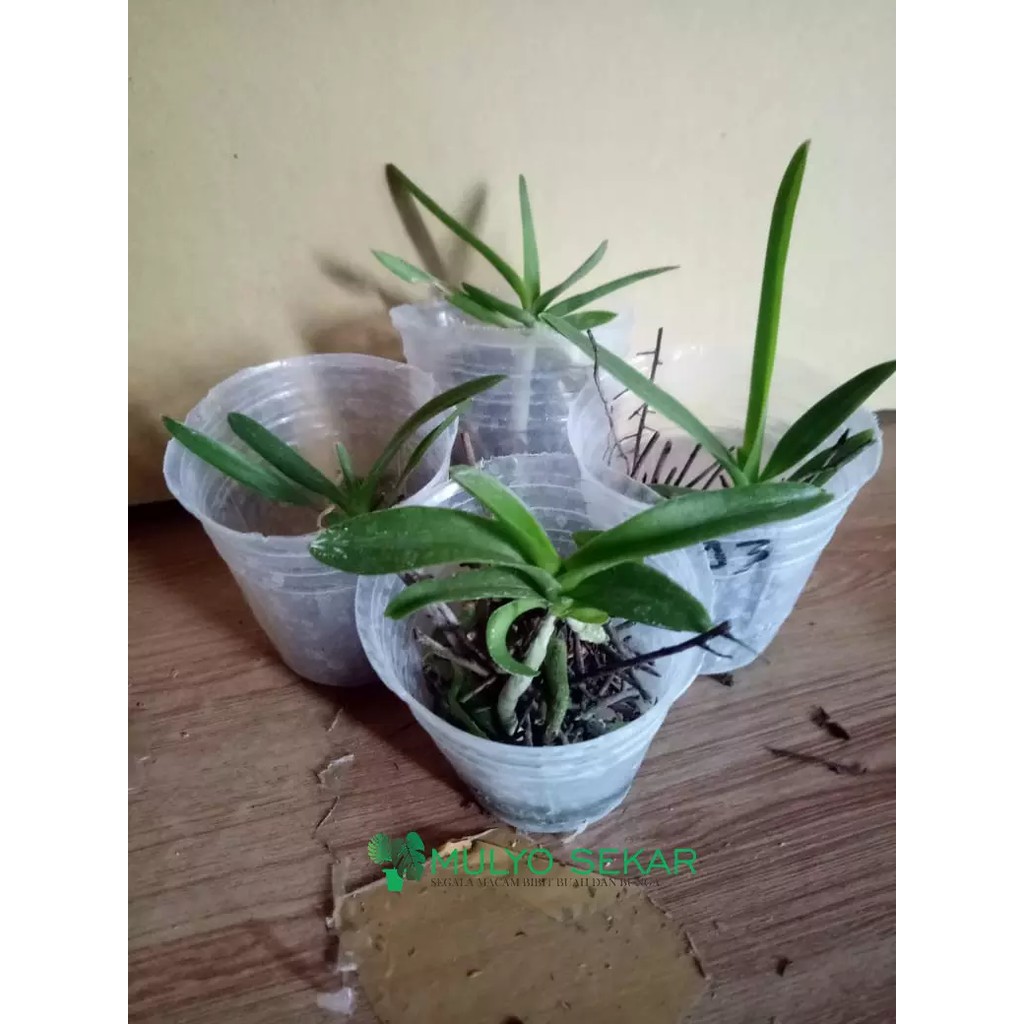 Anggrek Vanda Seedling Hybrid  BERGARANSI