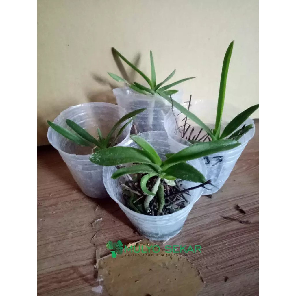 Anggrek Vanda Seedling Hybrid - bibit bunga - N2671 - d.savin white X d.helix pb BERGARANSI