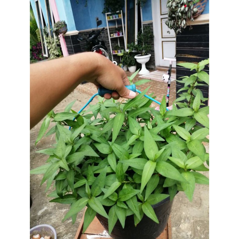 Jual Bibit Daun Laksa Organik Kesum1polybag Shopee Indonesia 2038