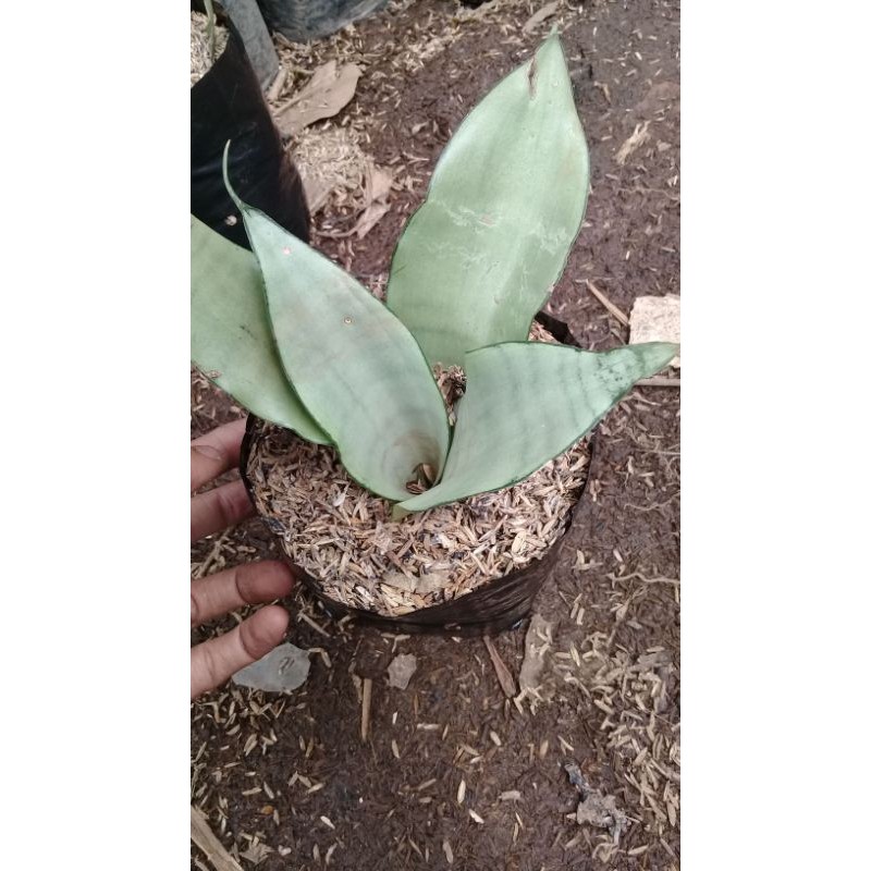 lidah mertua /sensivera silver