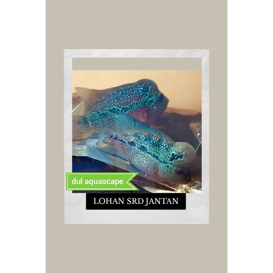 Hiasan aquarium /ikan hias lohan srd