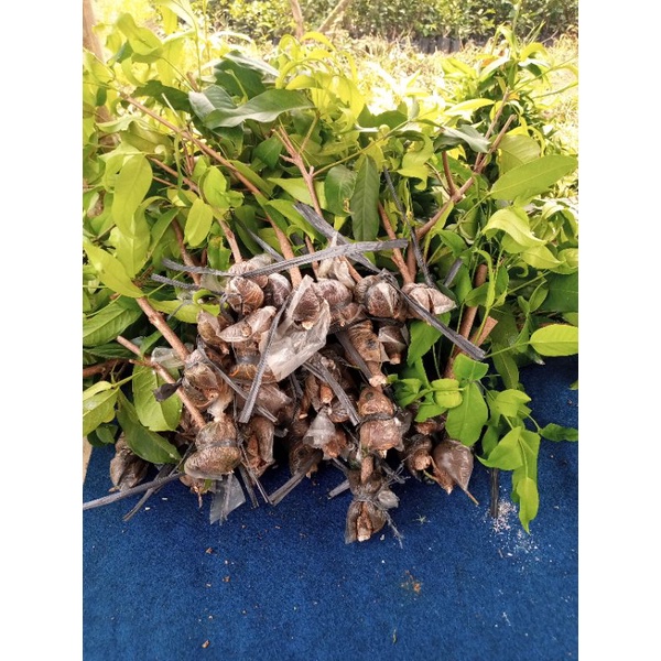 Fresh Cangkok Jambu Madu Deli Hijau