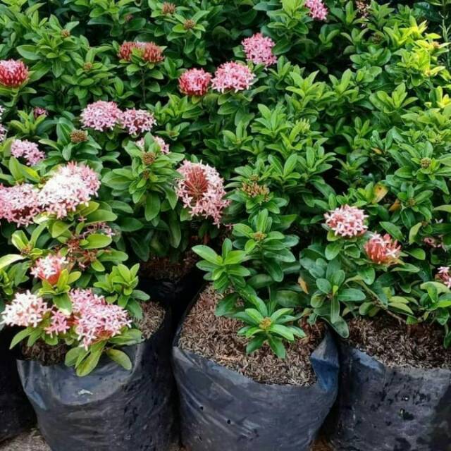 Tanaman Asoka Jambon Tanaman Asoka Pink Tanaman Asoka Mini