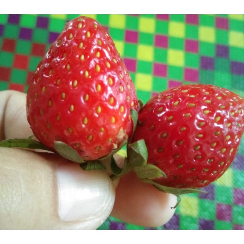 

Stawberry Segar