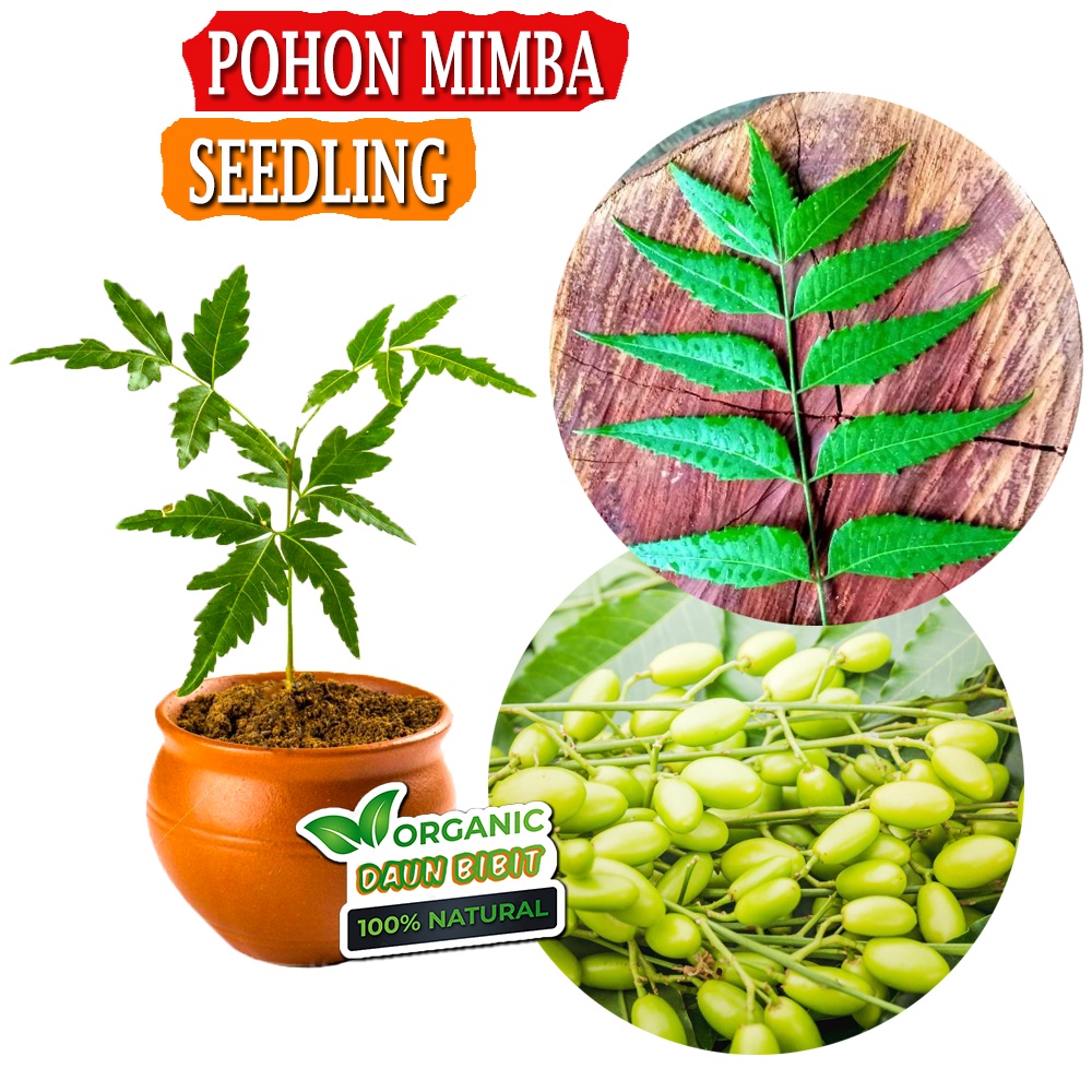 Bibit Pohon Mimba | Pohon Soekarno