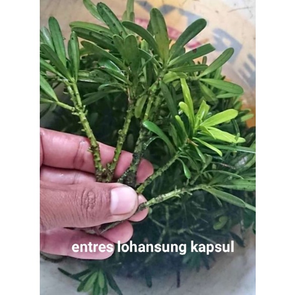 ENTRES LOHANSUNG JENIS KAPSUL