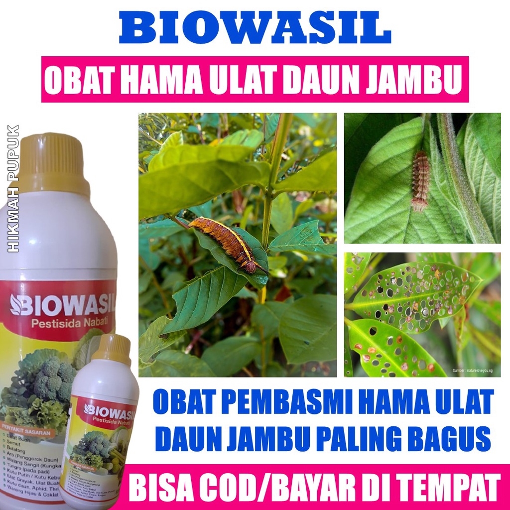 BIOWASIL OBAT PEMBASMI HAMA ULAT DAUN JAMBU, TIMUN - Obat Hama Atasi Ulat Daun Jambu - Pestisida Nab