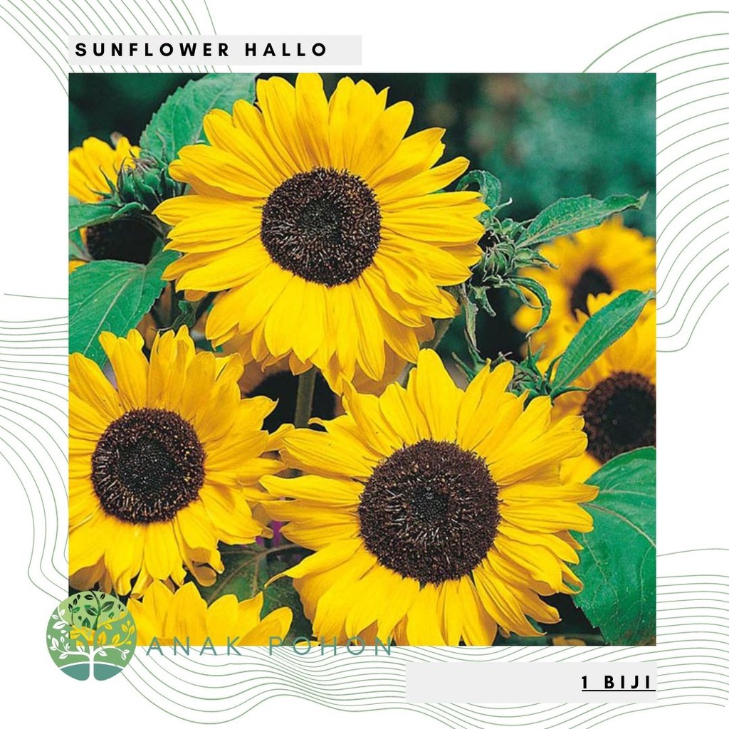 Benih Bibit Biji - Sunflower Hallo Bunga Matahari Flower Seeds - IMPORT