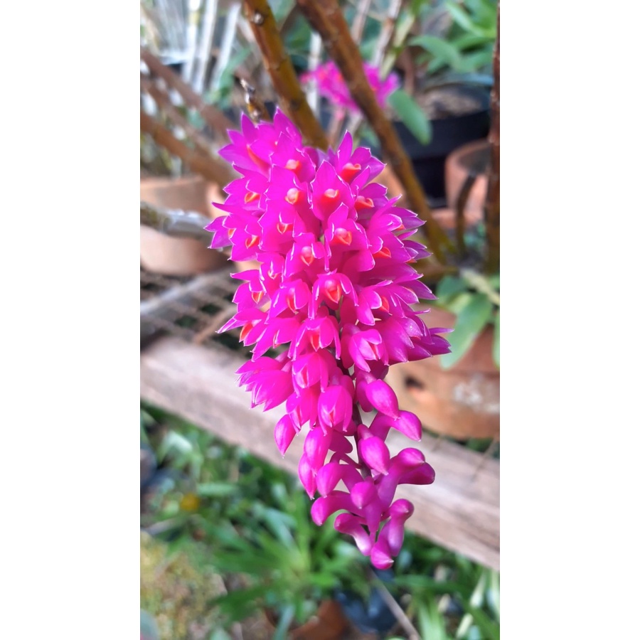 Dendrobium secundum / anggrek sikat gigi