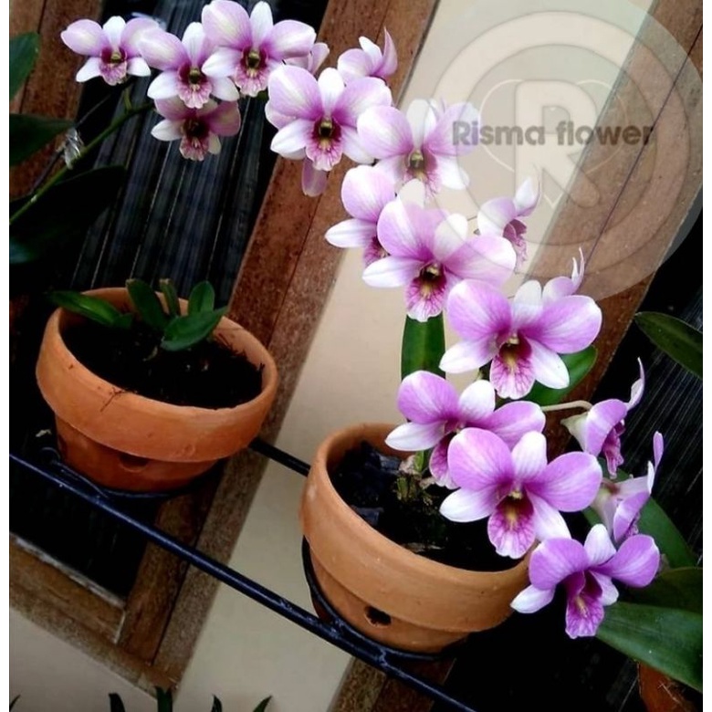 Pot Gerabah Anggrek ( Bisa Cod ) Pot Tanah Liat / Gerabah