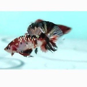

Cupang(betta fish)redkoicoppergold