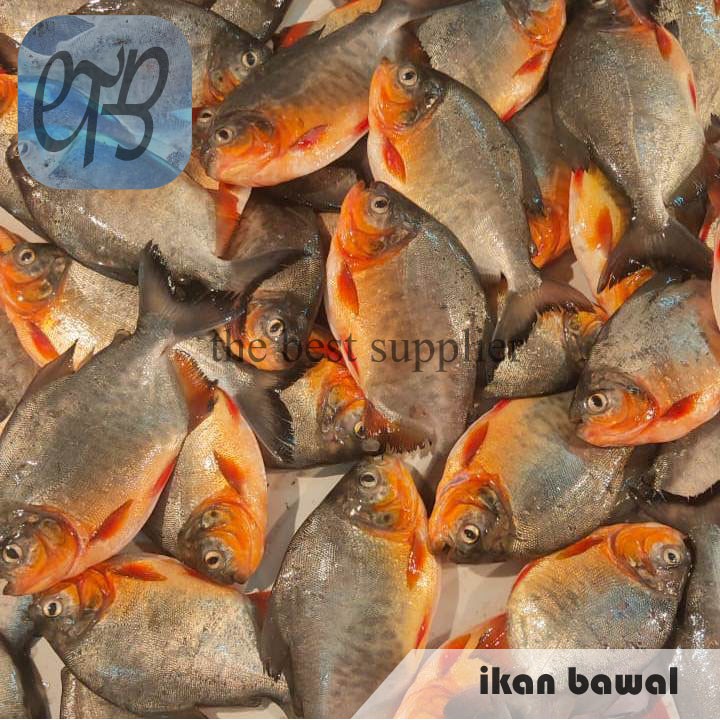 

Ikan Bawal Merah Segar