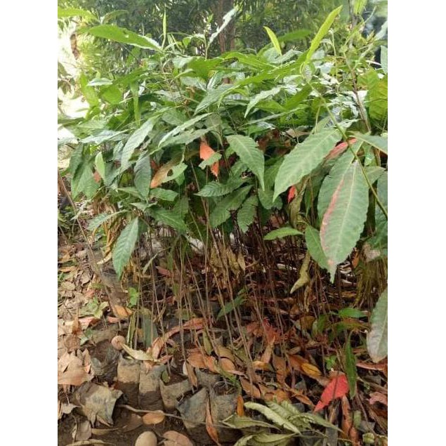 Ready 5 Bibit Pohon Kayu Jenitri / Genitri Super - Benih / Biji %%