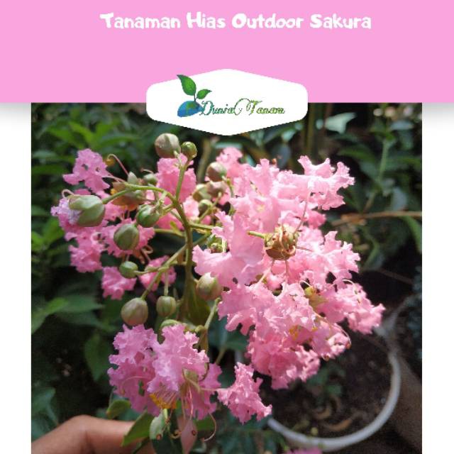 bibit pohon Tanaman Hias pohon bunga hidup Outdoor Sakura tabebuya pink