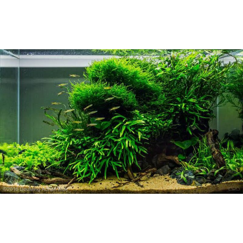 Microsorum Pteropus Narrow Narow Bukan Kadaka - Chana Natural Style Tanaman Aquascape Aquarium Low C