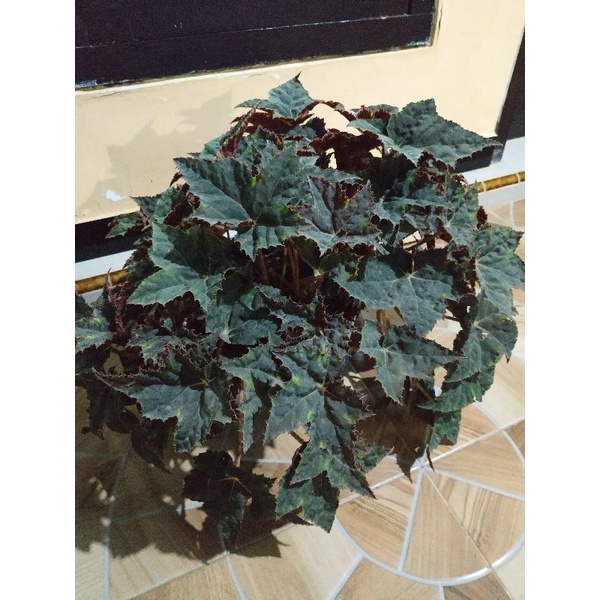 [BISA COD] PROMO begonia ret star / red Velvet / black velvet