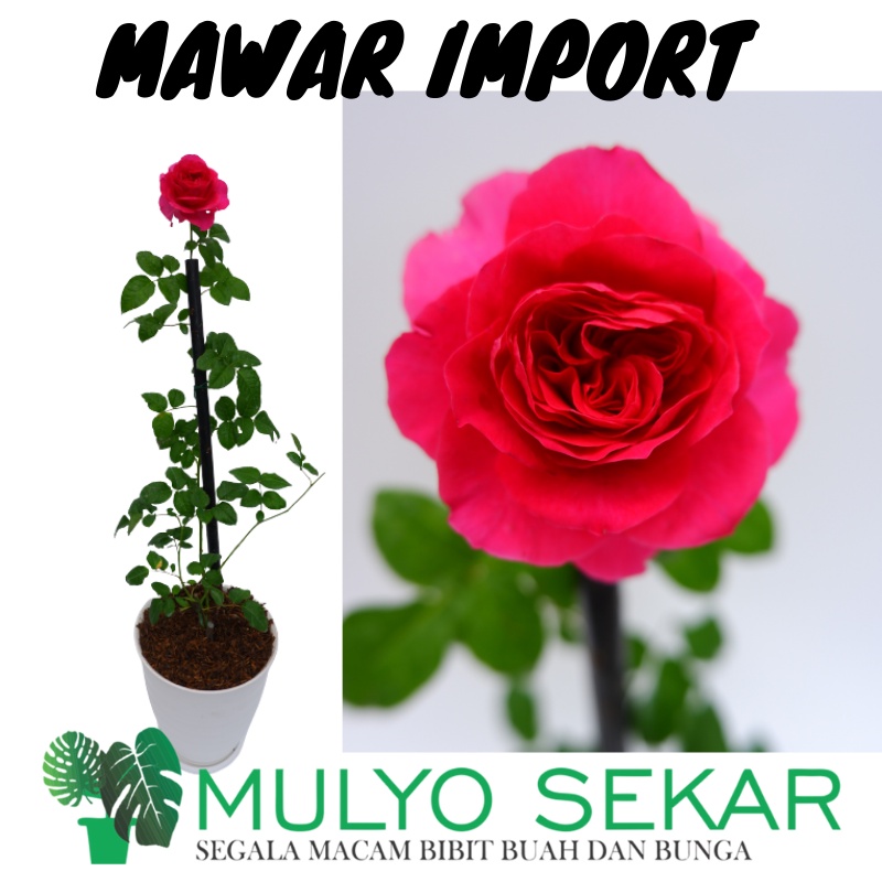 Bunga Mawar Import David Austin KATE ROSE Berbunga Wangi &amp; Bergaransi - Bunga Mawar Kate rose