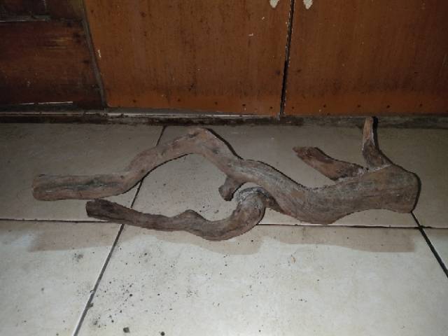 Kayu Santigi Gunung Size Xl