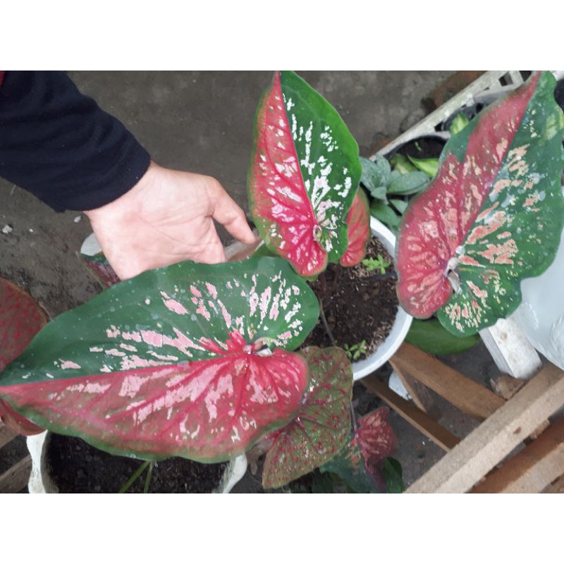 caladium red clone / redclone / caladium hybrid / new hybrid / caladium import