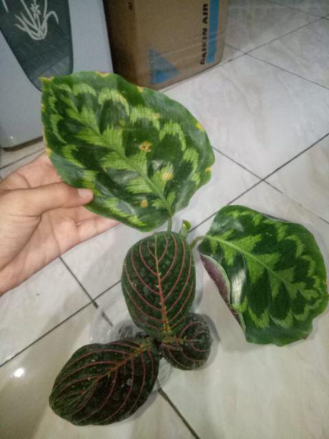 Tanaman Hias Daun Calathea Peacock