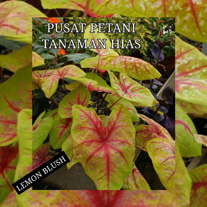 Umbi caladium Yellow blush bonggol keladi
