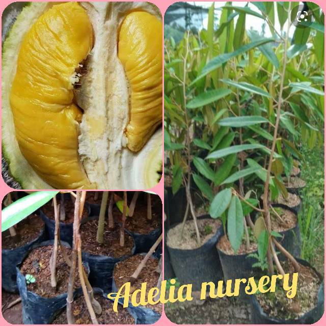 Bibit durian musangking kaki 3