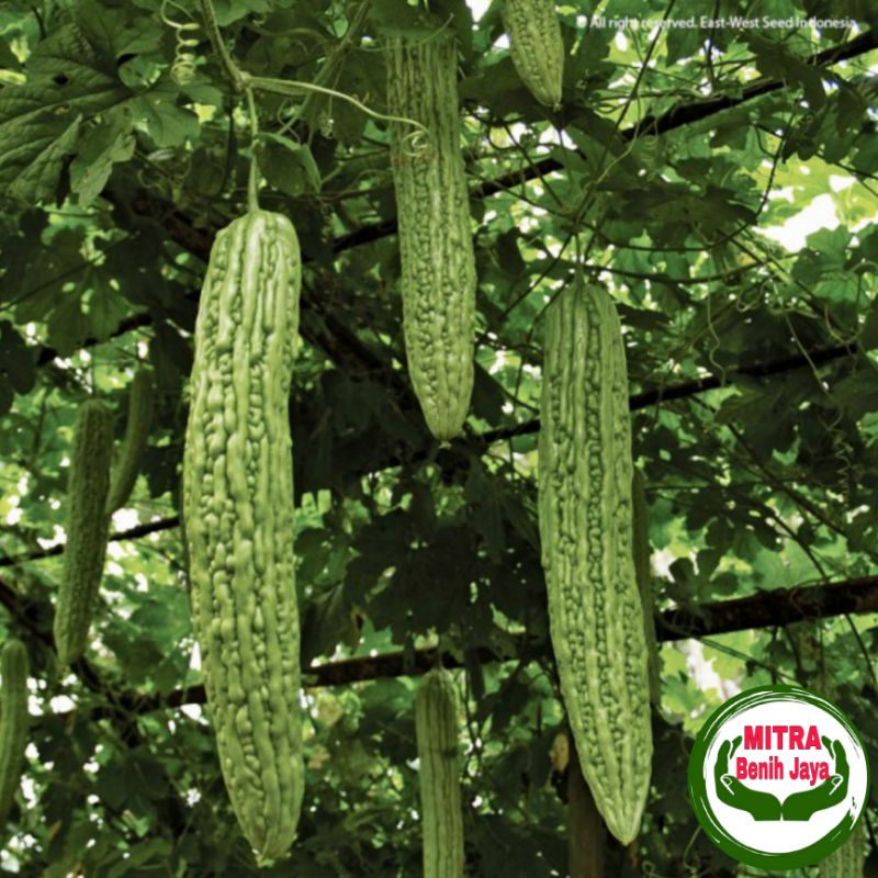 2 Biji Benih Pare Raden Hibrida Super Panah Merah / Benih Buah / bibit Buah / Benih Sayuran / Bibit 