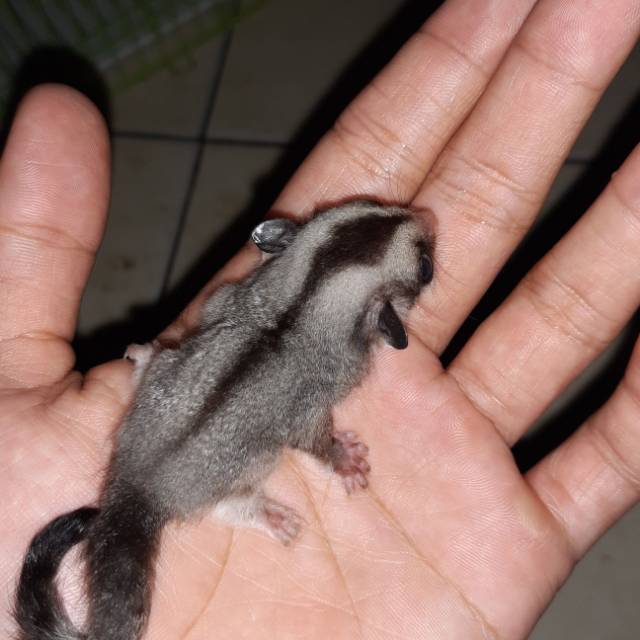 Sugar Glider Joey Classic Grey Shopee Indonesia