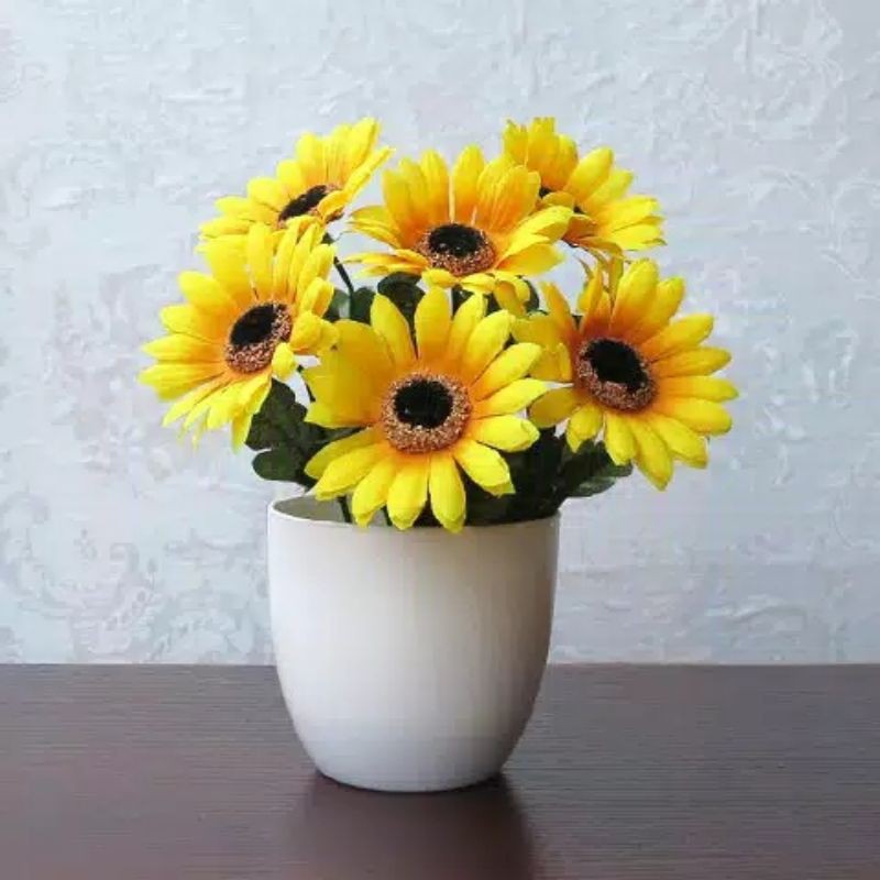 Bundara.id Pr-599 Best seller Tanaman hias bunga matahari import