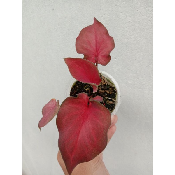 caladium red hot