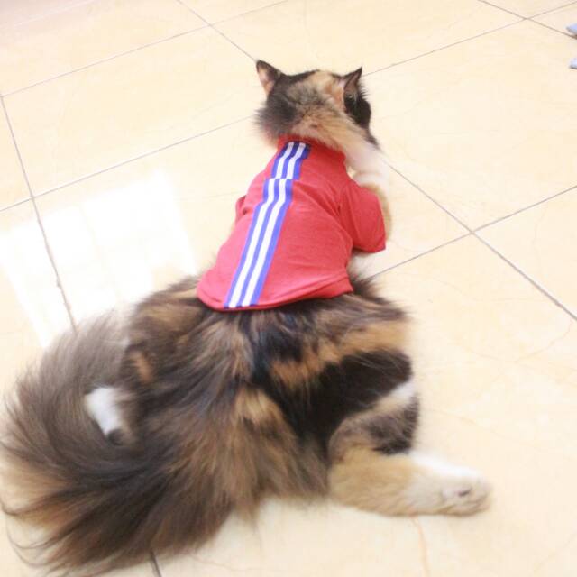 Kaos Polos strip merah untuk kucing &amp; anjing /Jual Baju Kucing Terlengkap &amp; Berkualitas size S-XL