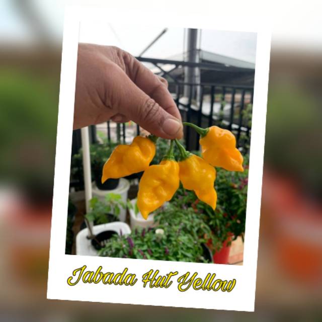 

Buah / Biji JABADA HUT YELLOW