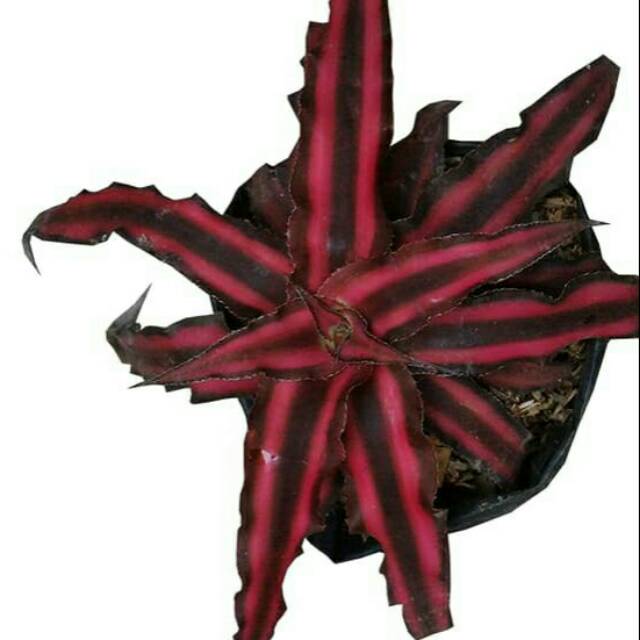 Tanaman Kriptantus Merah / Red Cryptanthus